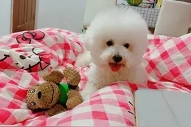 狗狗不会上厕所怎么办？图片