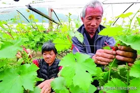 桂林全州这对残疾夫妻很励志！不等不靠，自己勤劳坚韧赢来好生活图片