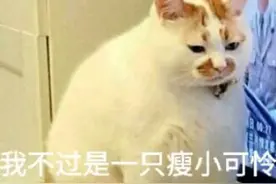 肥猫表情包2图片