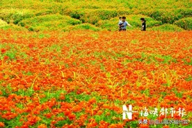 #福州# 花海公园“橙色花海”盛放，可以打卡啦图片