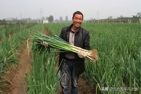 “葱韭蒜，莫见面；辣对辣，叶不发”啥意思？有道理吗？答案来了图片