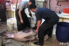 餐桌贵族巨型石斑鱼，在香港水产市场到底要多少钱？图片