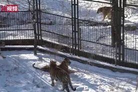 （视频）@太原人！一起来看东北虎雪地撒欢图片