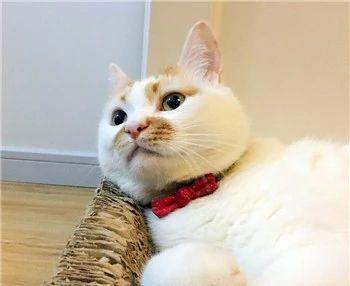 猫咪缺乏牛磺酸可能致死！表现之一是眼肿流泪，记得要额外补充