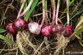 独头蒜栽培技术要点有哪些？来学一下怎么提高产量图片