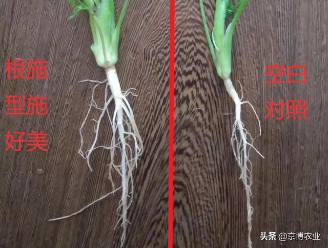 根系养的好，高产跑不了！生根养根，一步解决