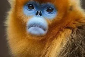 群猴千面图—总有一面你不熟图片