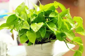 家里盆栽花卉虫子多，教你一招，轻松去除，快回家试一下吧