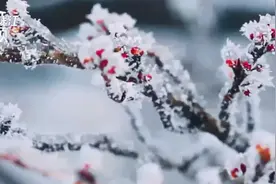 恋上冬日！浙江安吉龙王山出现绝美雾凇景观 犹如童话世界视频封面