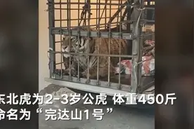 黑龙江进村东北虎被命名“完达山1号”：2-3岁公虎体重450斤图片