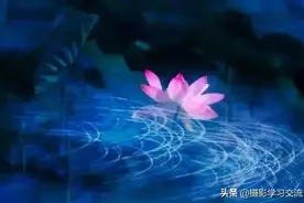 花卉特技摄影技巧为你提高图片
