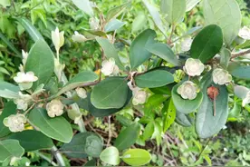 桃金娘-南方独有水果，看看你认识吗图片