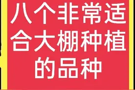 大棚种植什么能赚钱？推荐八个高利润品种，想赚钱的过来看图片