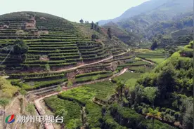 凤凰棋盘村：打造樱花茶园 助推乡村振兴图片