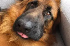 人生养一只"大狗"，才算圆满图片