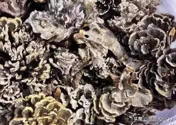 楚雄市南华县舌尖盛宴——菌子大全