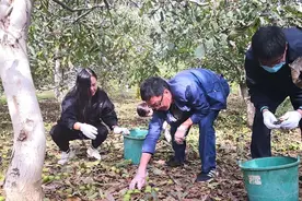 老一辈不舍得吃，曾是“干果王”，如今价格年年跌，果农：懒得摘图片
