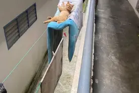 在宿舍晒被子，回来发现有猫躺上面睡觉，都不好意思赶走图片