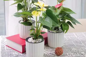 园艺小花招｜钾肥DIY，简单易学，要试试吗图片