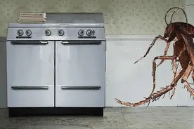 头皮发麻！女子深夜耳朵剧痛，竟是蟑螂在“打洞”！深圳曾发生过多起图片