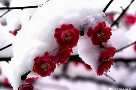 细细地琢磨《甄嬛传》的那些花儿.9图片
