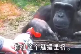 四川话配音：猩猩喝水图片