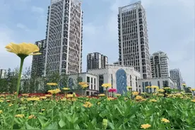 公开招聘！蟠龙新区开发建设有限公司及所属公司招人啦！图片