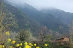 90后女大学生隐居终南山，唯有大黄狗相伴，每日吟诗种菜插花图片