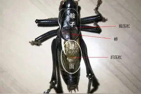 图解蝈蝈发音器官，原来这样子的蝈蝈鸣叫声最好听图片