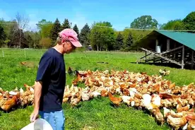 美媒：美国每年暗中饲养数百万只母鸡，原因还和疫苗有关图片