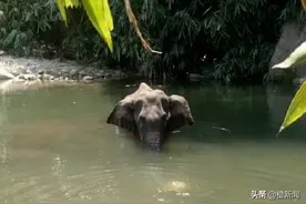 印度怀孕母象疑遭喂食藏火药菠萝惨死　警锁定3疑犯图片