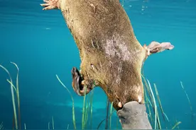 地球上真的有不会死的生物吗？它们是地球真正的原住民图片