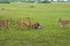 狮豹相争！亚洲狮和印度花豹发生遭遇战，花豹被咬成重伤图片