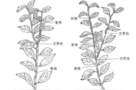 柑橘放梢时间算不准，明年产量肯定少！别跟钱过不去图片