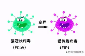 比猫传腹更可怕的是：误诊猫传腹图片
