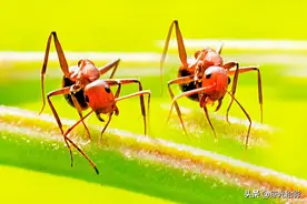 “蚁态万方”的红蚂蚁图片