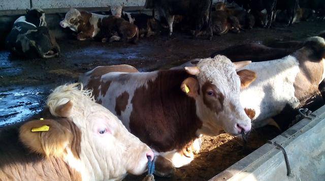 牛羊饲料添加剂，123原则科学添加
