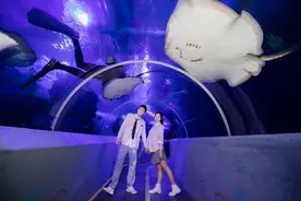 当老爸遇上618？来海底世界圆海洋之梦咯！图片
