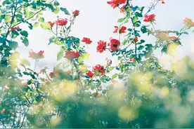 【西师夜读（音频）】 《生年不满百，常怀千岁忧》（总第34期）图片