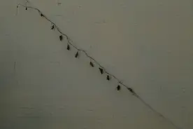 什么是专套本？专本连读是不是全日制本科？图片