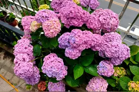 夏天养花选这款，天热也不怕，皮实好打理，花大色艳，三季有花看图片