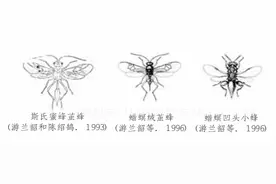 巧用寄生蜂防控中蜂巢虫图片