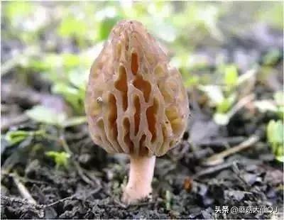 楚雄市南华县舌尖盛宴——菌子大全