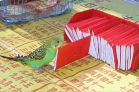 揭秘江湖骗术“黄雀算命”，可怜的黄雀只是为了一粒小米图片