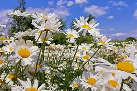 走，到石家庄滹沱河湿地公园打卡！新建卵石滩、沙滩、砾石步道、木栈道等，仿佛置身油画中图片