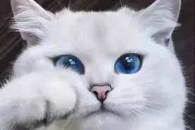 猫界白富美：年入3500万，一双碧蓝眼睛迷倒43万人图片