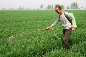 小麦赤霉病防控，有5个误区不能踩，否则小麦要减产，农户需注意图片