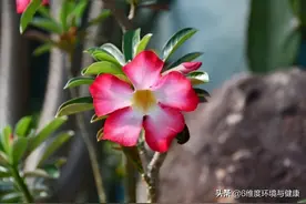 探寻沙漠玫瑰图片