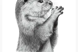 可爱 小动物 素描画 写实 各种小动物的超写实图片