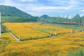 【关注】美翻了！永乐乡这片花海免费邀您来赏图片